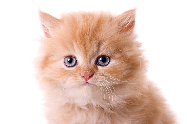 10 photos de chats roux qui vont vous faire craquer - Le Guide du Chat