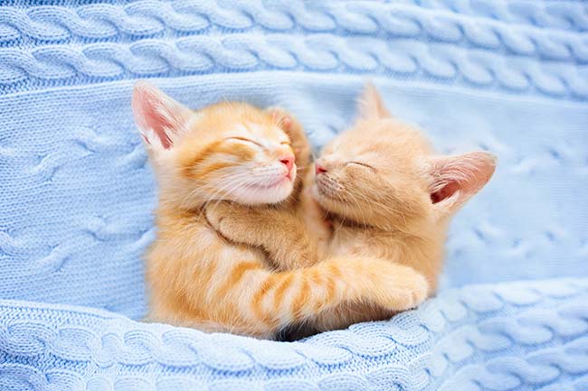 19 chats roux qui sont juste les plus mignons